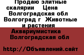 Продаю элитные скалярии. › Цена ­ 100 - Волгоградская обл., Волгоград г. Животные и растения » Аквариумистика   . Волгоградская обл.